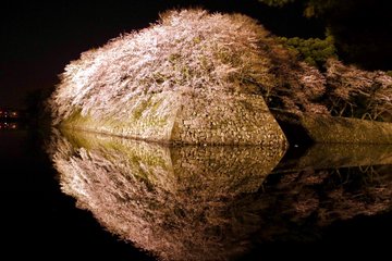 彦根城桜まつり23 ライトアップの期間は 見ごろはいつ