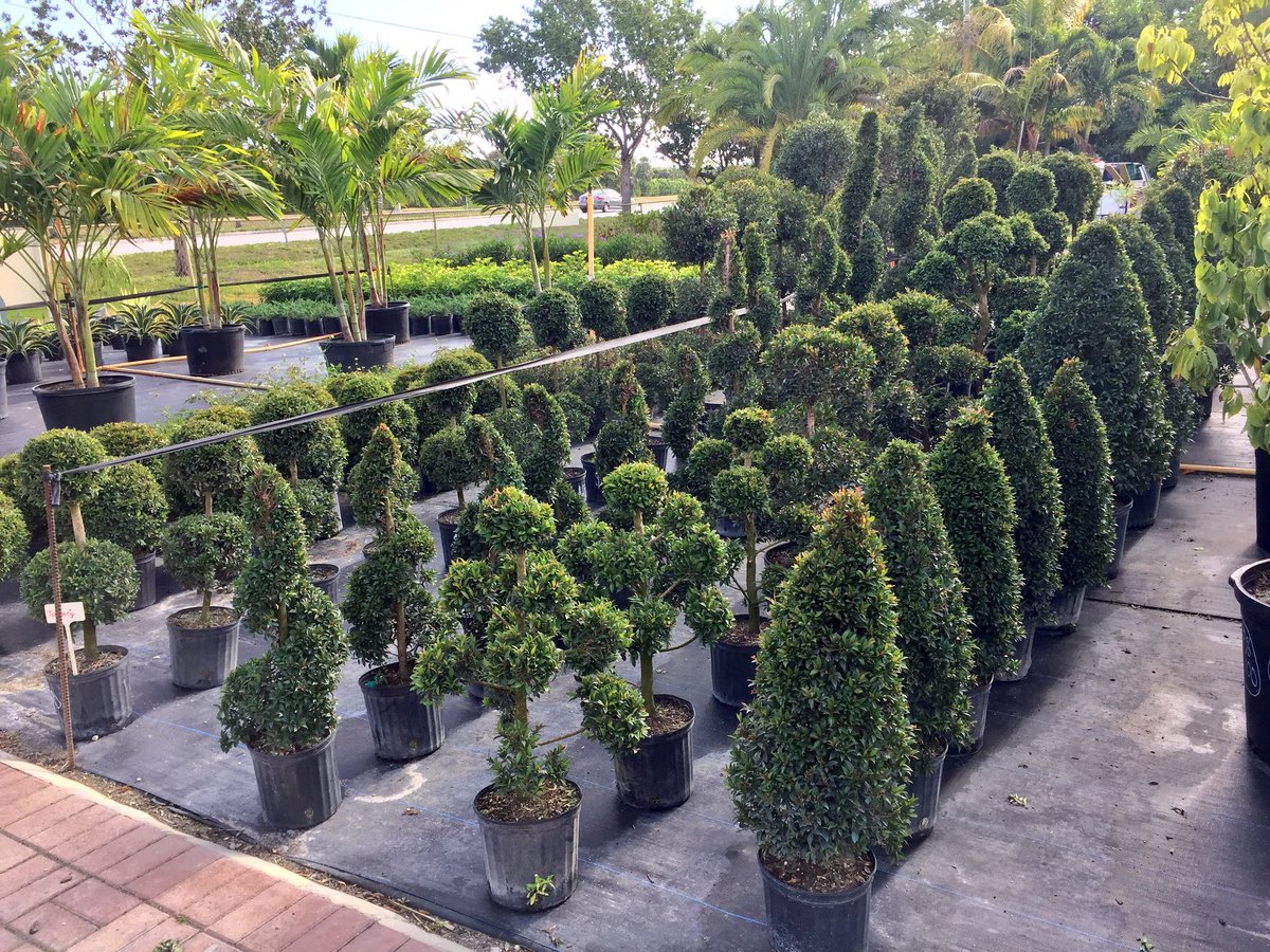 tc_nursery's tweet photo. Come and visit us 👇🏼👇🏼
16650 Griffin Rd in Southwest Ranches FL
T&amp;C Trimming and Cutting Nursery now have a variety of beautiful topiary available. 😍😍😱 https://t.co/Lperv5o1Sf