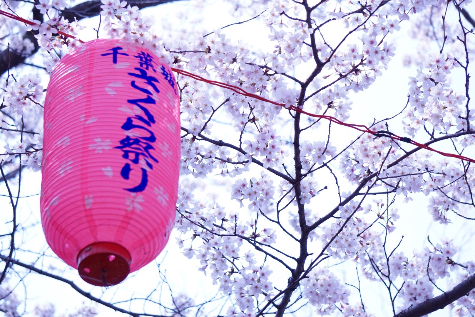 しほり 千葉城 朝からお花見散歩しました ファインダー越しの私の世界 写真好きな人と繋がりたい 写真撮ってる人と繋がりたい カメラ好きな人と繋がりたい A6000 お花見 桜 さくら 亥鼻公園 亥鼻城 千葉城さくら祭り 千葉市 T
