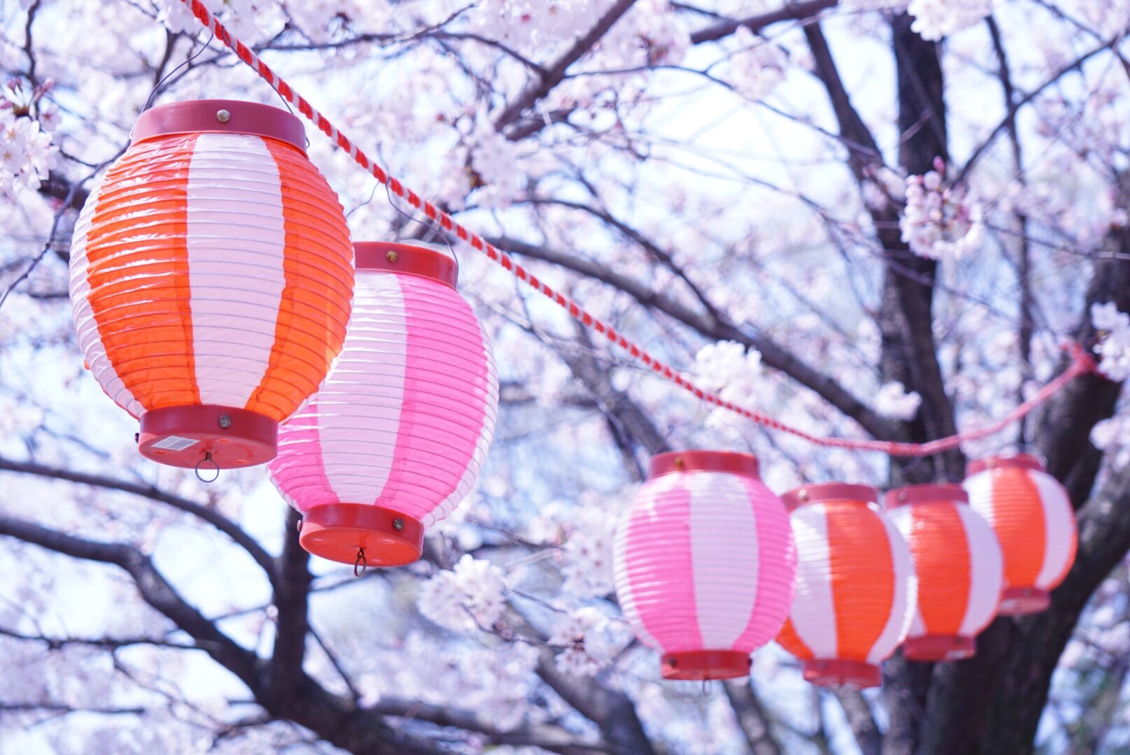 しほり 千葉城 朝からお花見散歩しました ファインダー越しの私の世界 写真好きな人と繋がりたい 写真撮ってる人と繋がりたい カメラ好きな人と繋がりたい A6000 お花見 桜 さくら 亥鼻公園 亥鼻城 千葉城さくら祭り 千葉市 T