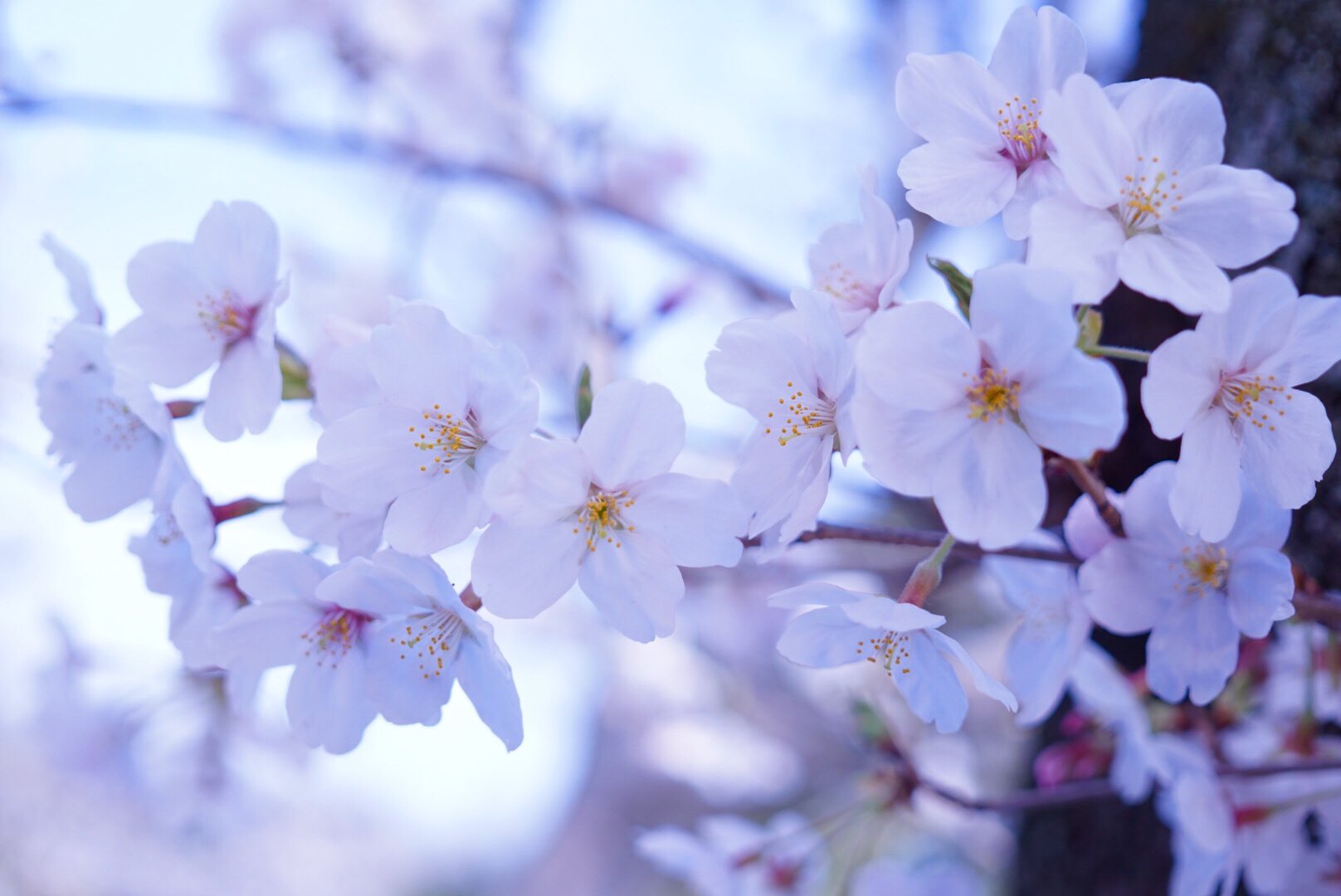 しほり 千葉城 朝からお花見散歩しました ファインダー越しの私の世界 写真好きな人と繋がりたい 写真撮ってる人と繋がりたい カメラ好きな人と繋がりたい A6000 お花見 桜 さくら 亥鼻公園 亥鼻城 千葉城さくら祭り 千葉市 T