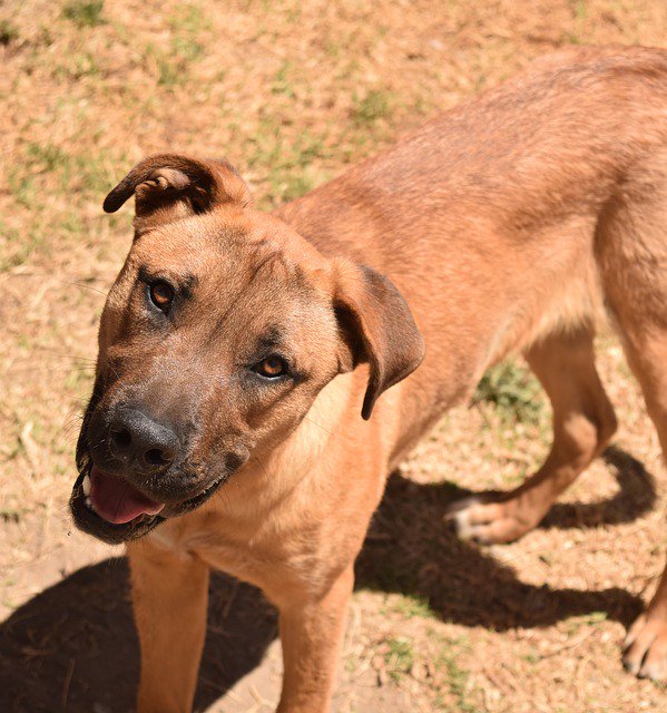 Царство животных тип класс отряд семейство род вид. Внутреннее строение собаки скелет. Систематика собаки. Собаки млекопитающие или нет. Канис фамилиарис фото.