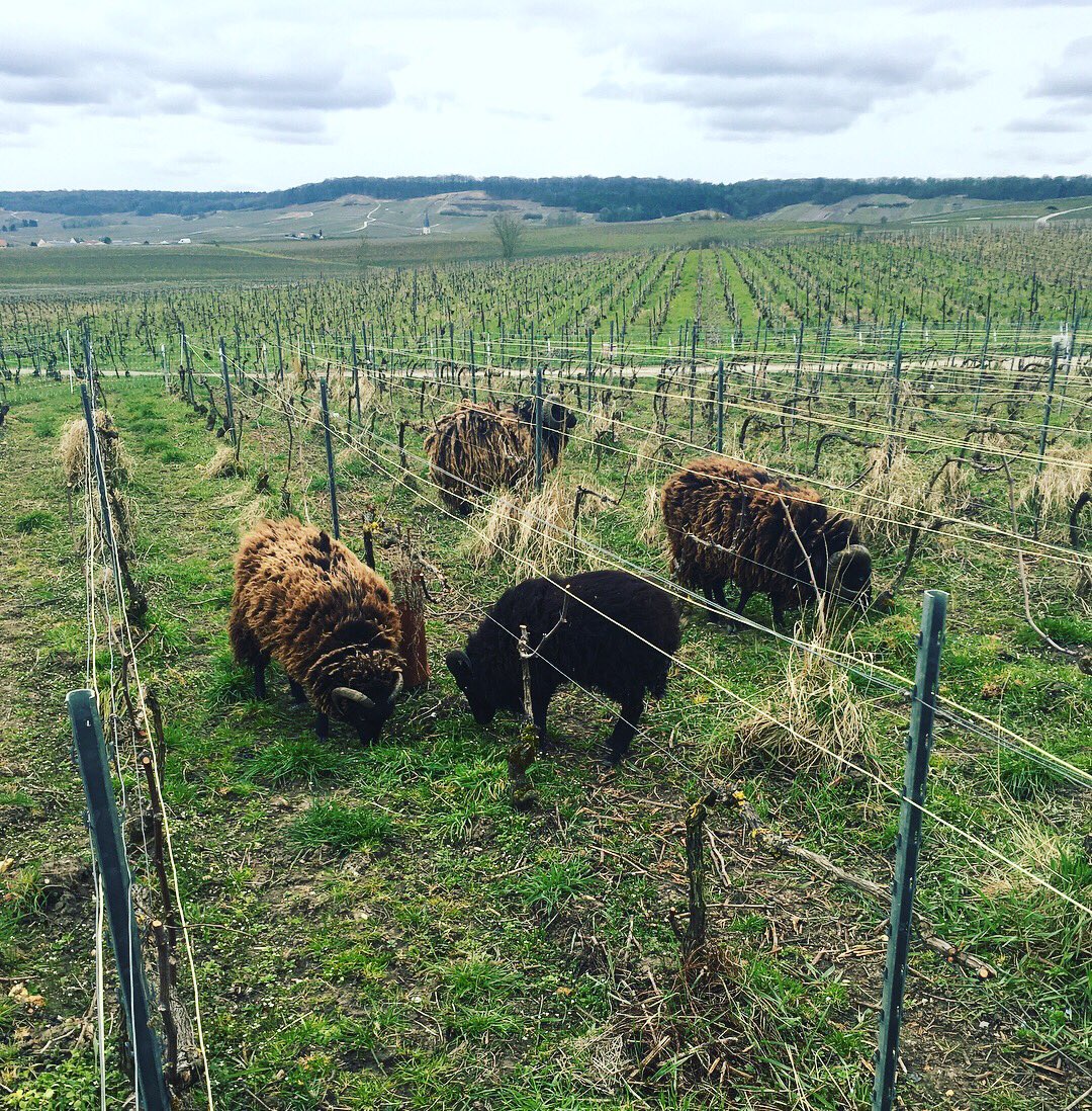 Essai de nouvelles tondeuses🐑 😃| Test with new lawn mower
#ecueil #champagne #vigneron #mouton #lacourtegodbillon   #montagnedereims #premiercru #pinotnoir #conversionbio #hve #vitidurable #biodiversité #grower #happylife #champagnegrower #nature #respect #biodiversity #sheep