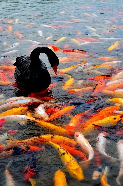 PaulaCrevoshay's tweet photo. Swim into the weekend and enjoy life! #Crevoshay #AddMoreColorToYourLife #Fine #Art #nature #HauteCouture #Gemstone #QueenofColor #OutofThisWorld #Dreams #Fish https://t.co/lNqYBxgvnK