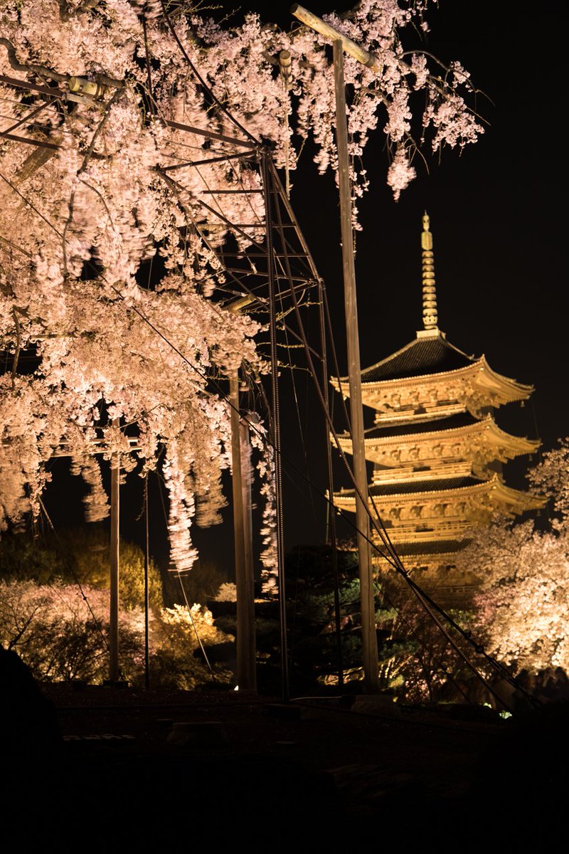 K3 休止中 東寺 桜ライトアップ 京都 東寺にて 桜 夜桜 桜ライトアップ ライトアップ 東寺 京都 ふぉと ファインダー越しの私の世界 写真好きな人と繋がりたい