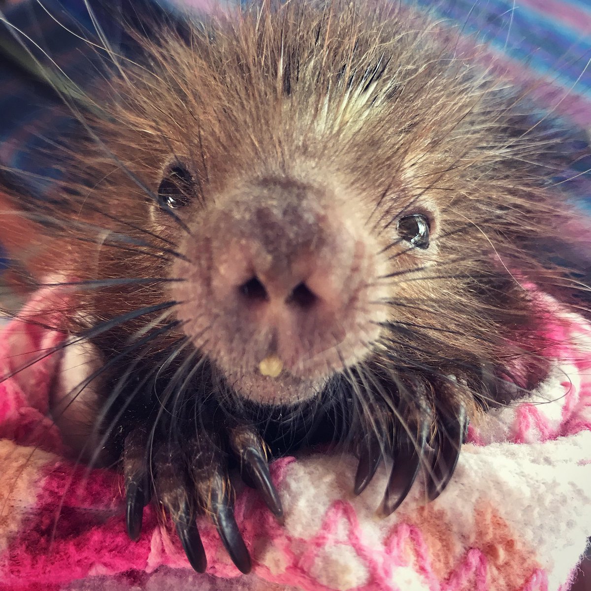SamTrull's tweet image. Baby porcupines are the sweetest!  Loved meeting this little orphan @ToucanRescue #porcupines #orphans #wildliferescue #costarica #wildlifephotography