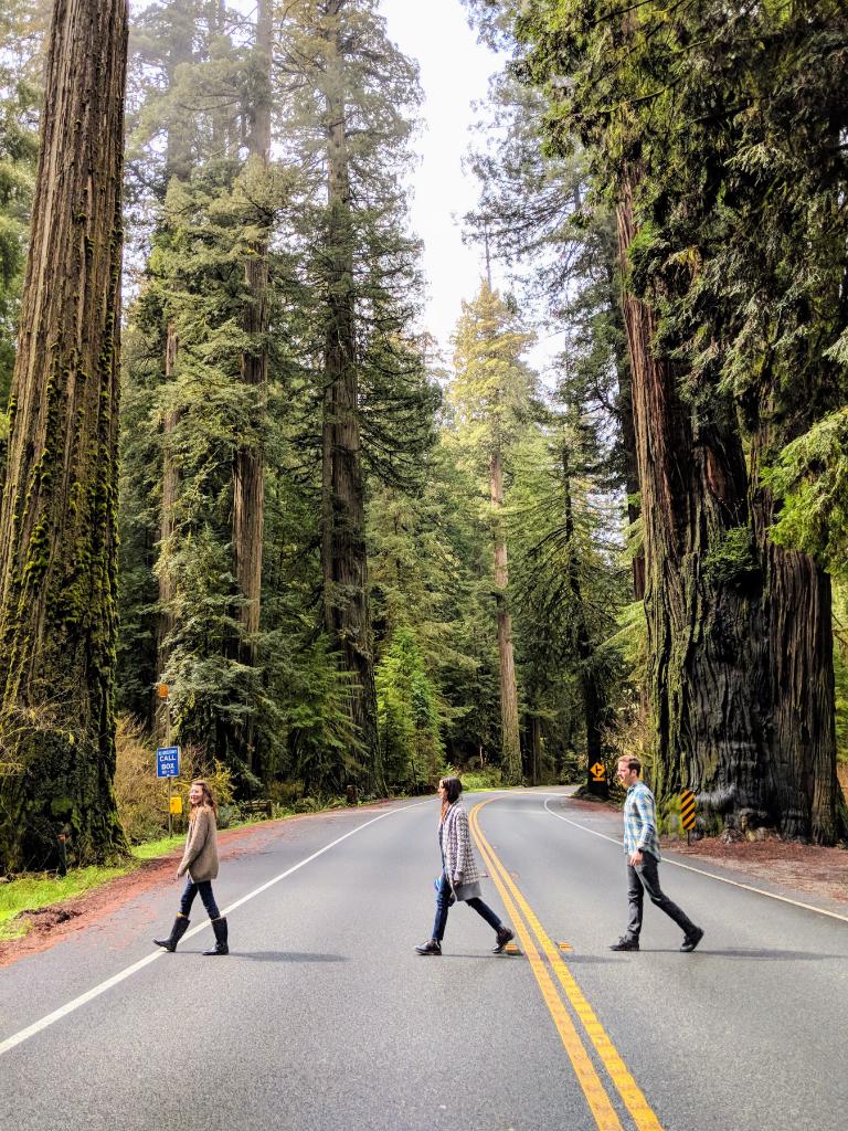 Three people walking across the street, surrounded by redwood trees.