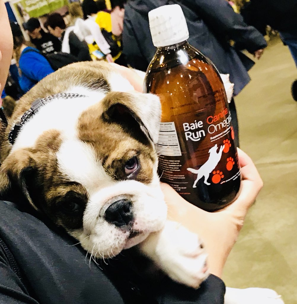 BaieRunPets's tweet image. Our #baierunpets omega3 helped this cutie with his skin issues! Keeping everyone looking good!