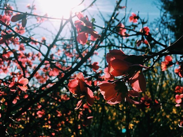 Signs of Spring! Flowering Quince is a favorite for its beautiful pink laden branches, some of the first flowers to fill our landscape in Spring. 
#edibleeden #urbanagriculture #urbanfarm #mybmore #bmorecreatives #locallygrown #springflowers #growfoodnot… ift.tt/2J9NLwM
