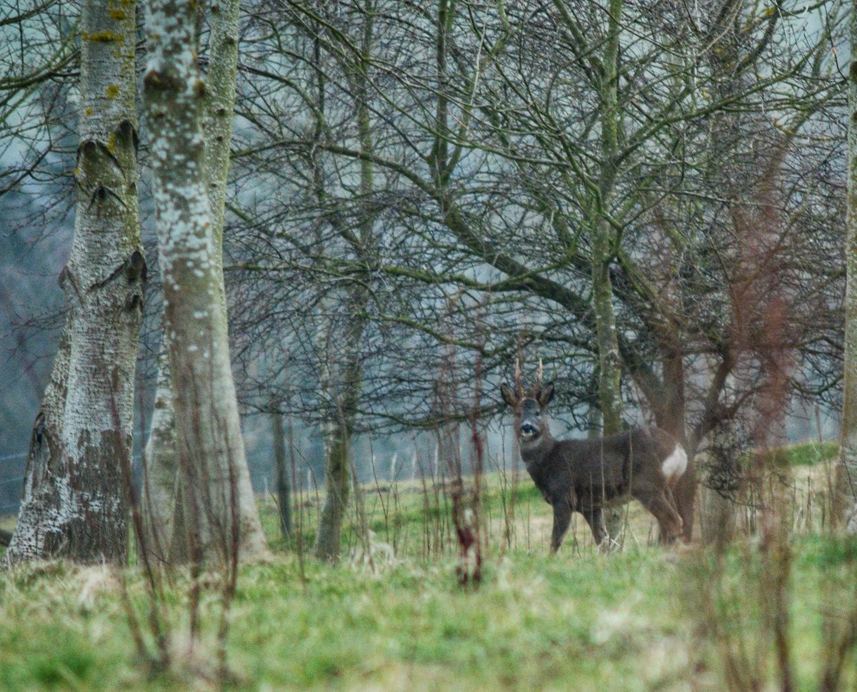 A lovely visitor for #GoodFriday Good to see his antlers coming on 🦌 #Nature #Britishwoodland #EasterWeekend #FridayEve #Wonderfulwhitby #Yorkshireis #NFU #ukglamping #Goathland #deer #wildlife #NaturePhotography #BBCYorkshire #LivingNorth #visitnorthyorkshire #springhassprung