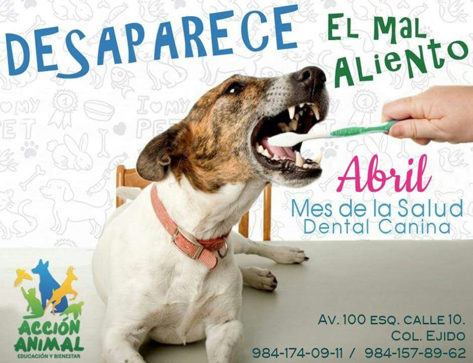 AccionAnimalRM's tweet photo. Limpieza Dental. No dejes que la placa y sarro le tiren los dientes a tu Mejor Amigo Peludo!!! @SenderosMk @Rivierafm981 @ElHongoPlaya @GuanatosPlaya @Vive_PDC @casasofiapc https://t.co/fImlDRYtXn