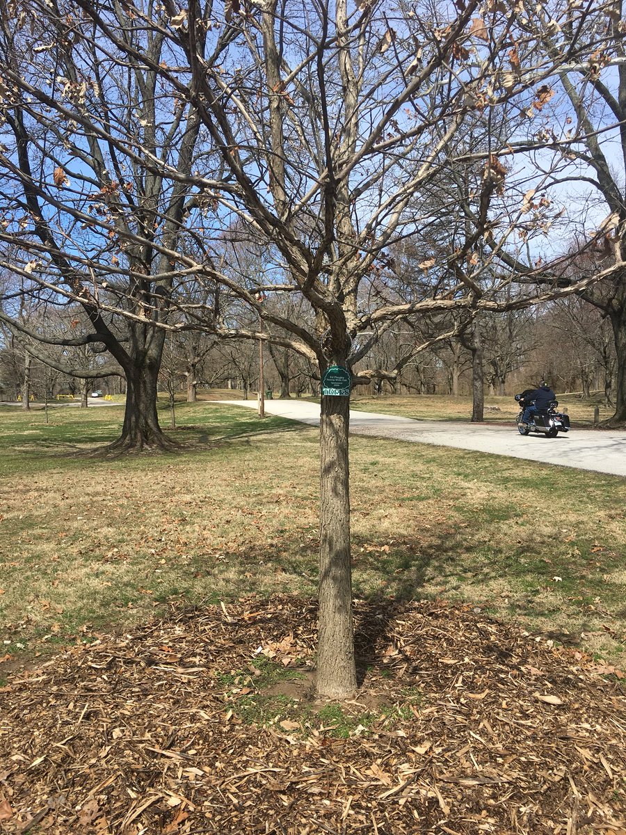 TerreHauteTREES's tweet photo. TREES Inc. Commemorative &amp; Memorial Trees are a great way to add Beauty to our community and honor someone special. Please visit our https://t.co/vvpuwASe49 https://t.co/zbaeVhl1pF