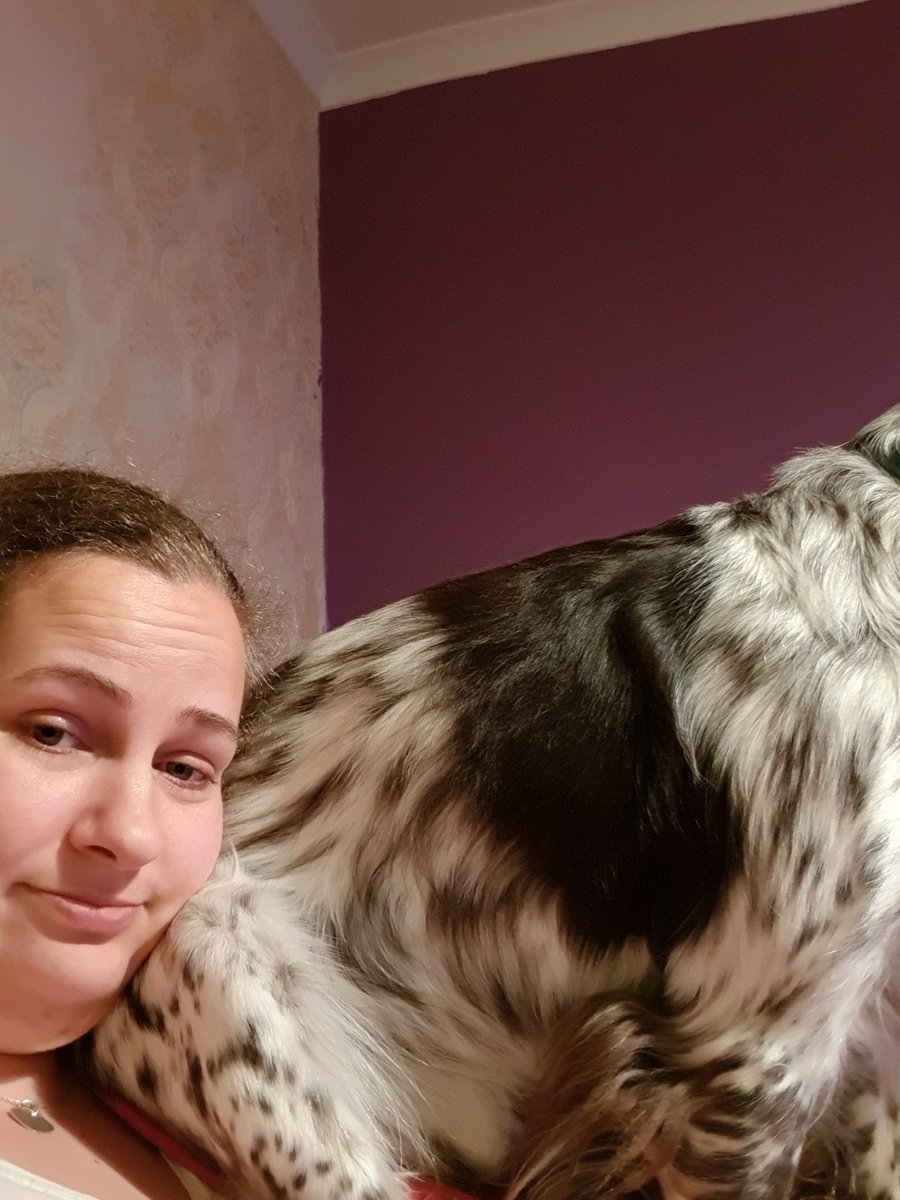 SelStudentNurse's tweet photo. When your spaniel thinks he's a parrot #dogsoftwitter https://t.co/Ya5Ccgb9MR