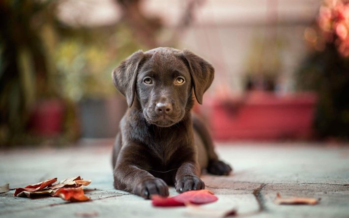 Takeru Shashino على تويتر チョコラブラドール 子犬 茶褐色リー 犬 ペット かわいい犬 Labradors リー T Co Lhenr0oaww動物 チョコラブラドール 子犬 茶褐色リー 犬 ペット T Co Nzqoahdo Takeru Shashino على تويتر チョコラブラドール 子犬 茶褐色リー 犬 ペット かわいい犬 Labradors リー T Co Lhenr0oaww動物 チョコラブラドール 子犬 茶褐色リー 犬 ペット T Co Nzqoahdo