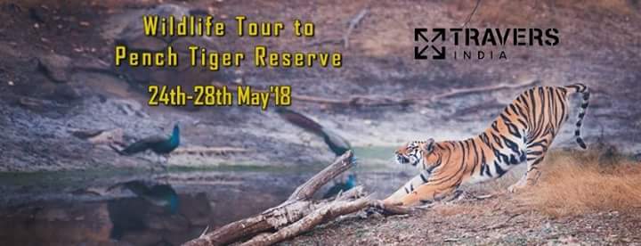 mithiltwits's tweet photo. Join me to witness the original setting of Rudyard Kipling's most famous work, The Jungle Book...
Event : Trip to Pench Tiger Reserve.
Dates : 24th to 28th May 2018. 
For more details : 
https://t.co/ncDFFW22D3
@prateek_vora 
@Perceptive_Loki 
@Travers_In https://t.co/jsSYv8xJgG