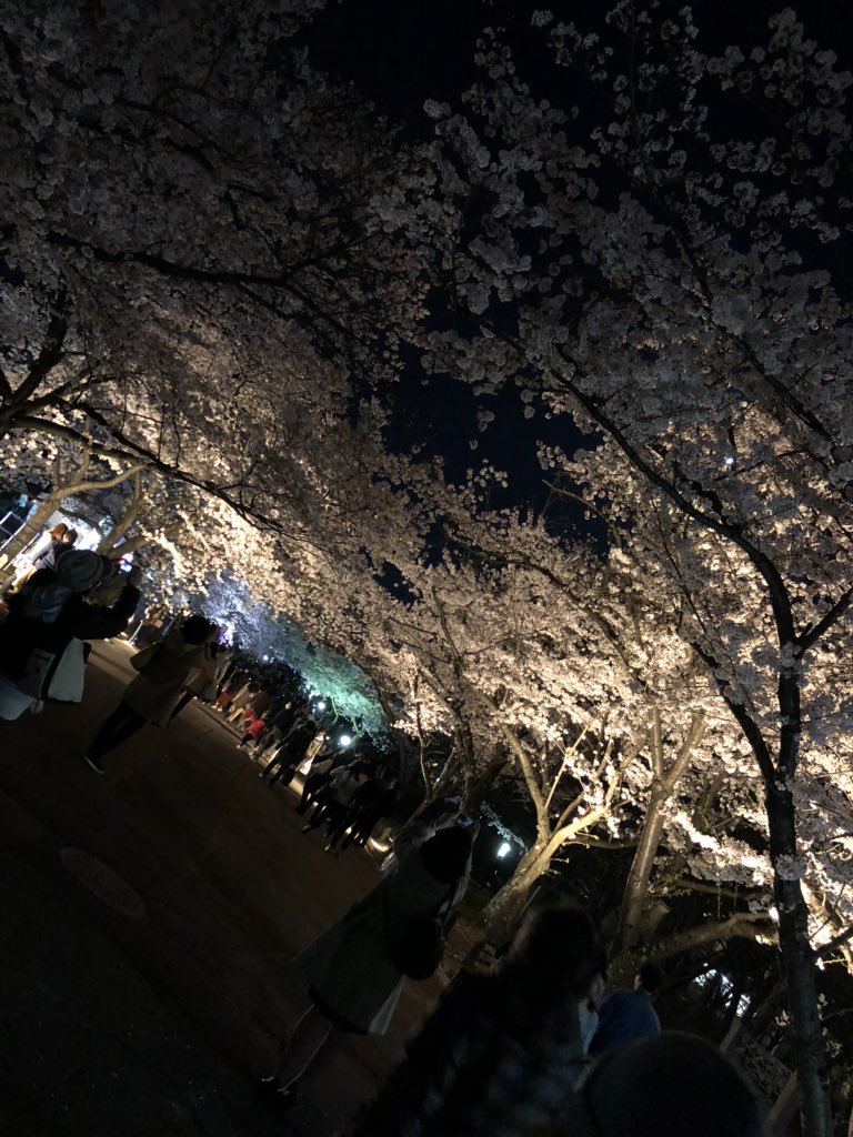 万博記念公園桜まつり