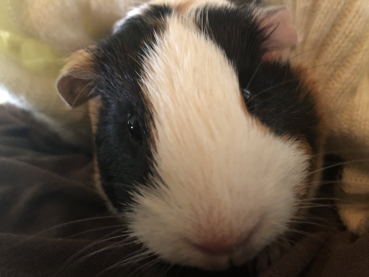 dragonflamers's tweet photo. Ooo food? Where?! #guineapig #sweet #furbaby #snuggles #cutie https://t.co/stPzQ7NUhz