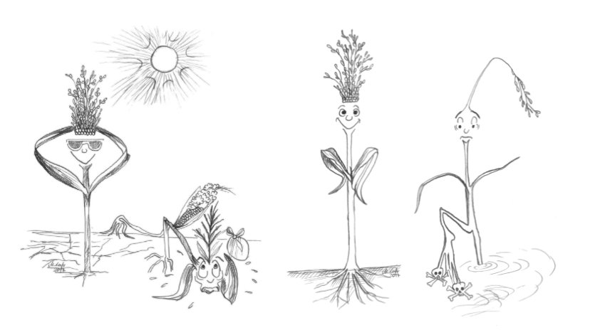 OSTAustria_DC's tweet image. Move over @WaltDisneyCo! Our #RINA member Patricia Bubner really brought out her creative #scicomm skills to visually showcase her science around cultivating millet in the 🇺🇸 ostaustria.org/bridges-blog/e…