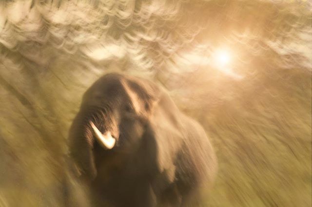 “I dream my painting and then I paint my dream.” - Vincent Van Gogh

#Kenya #explorekenya #Africa#exploreafrica #maasaimara #elephant #wanderlusting #seetheworld #mytravelgram #moving_pictures___ #icm #slowshutter #intentionalcameramovement #photopainting #artoninstagram #in…