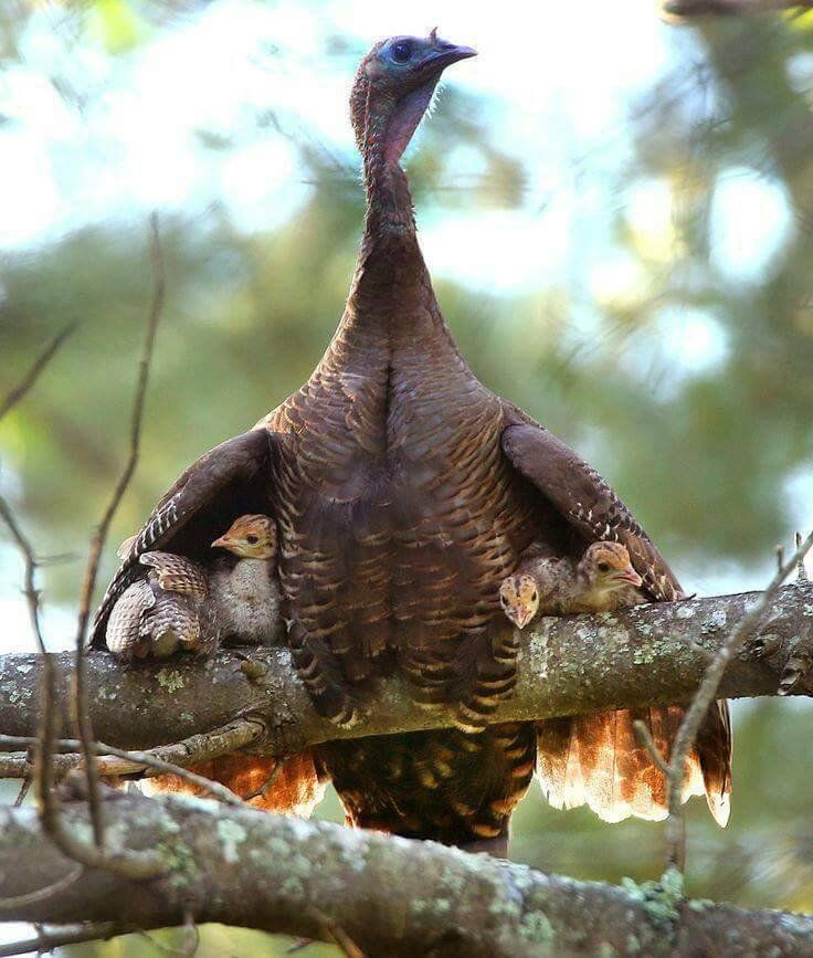 HeyMaaaHey's tweet photo. Celebrating Mommies and Babies! #HeyMaaaHey
@i_iove_nature
It’s what a mother does. This photo speaks volumes. 😍
Too precious not to share (y) https://t.co/aC2NNVtsiv https://t.co/WLnv6KsuuG