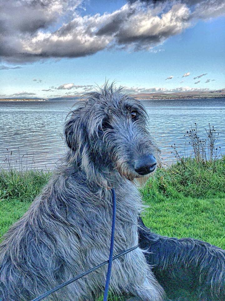 YummyHound's tweet image. We have a stunning new face coming soon to #UrbanPawsUK 💚

Introducing Rhodry the #Deerhound; this handsome large breed has #PetModelling experience as well as a few appearances on TV📺

This fine example of his breed will be a much welcomed addition 📽🎞🎥

#PetCastingAgency