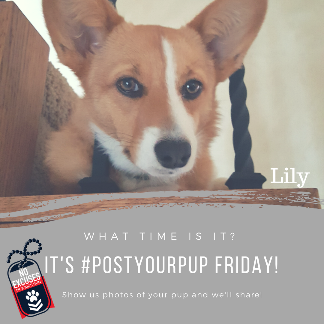 NoExcuses5K's tweet photo. Look at that face! #postyourpup #NoExcuses5K https://t.co/ghH7RWhPu8