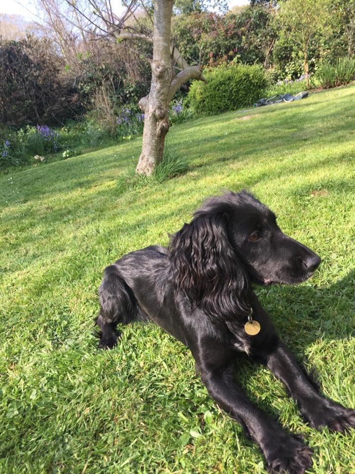 rosieDoc2's tweet photo. 🆘#cockerspaniel MEG she's #Stillmissing in the #NewForest PLS WHILE WALKING LOOKOUT THIS #EasterWeekend her owners are heartbroken & really worried! It's been 7 days 23/3 😪black with white bib🐾🐾
#lost at top #AshleyWalk in #Godshill #Fordingbridge
https://t.co/uBZF1JUjXE… https://t.co/NPD4OzwyqD
