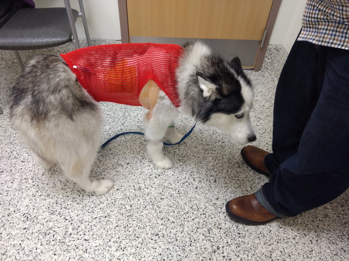 Can A Dog Recover From A Collapsed Lung Can A Dog Recover From A Collapsed Lung