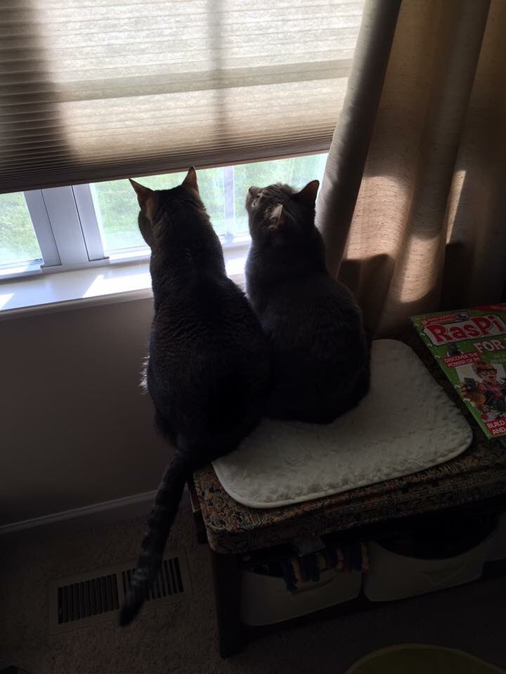 SmokeyMinou's tweet photo. It’s our birthday! #birthdaygirls #meow #CatsOfTwitter https://t.co/iuvZcoEkE2