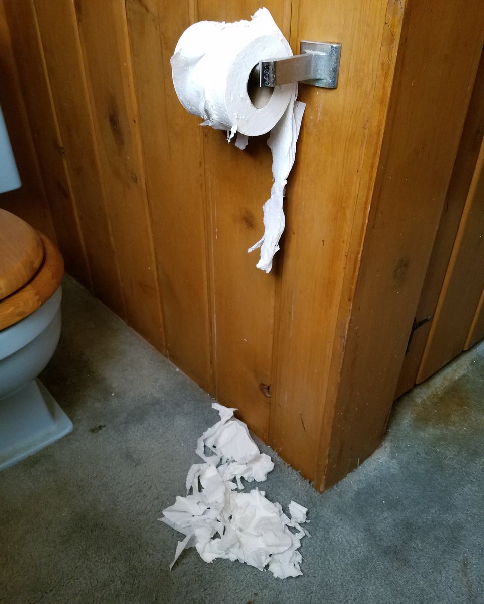 melhedal's tweet photo. I read that hanging tp the WRONG way keeps cats out of it. I'm here to tell ya: that's a stinking LIE. #naughtycats #tpdebate https://t.co/ml70DOLQtb