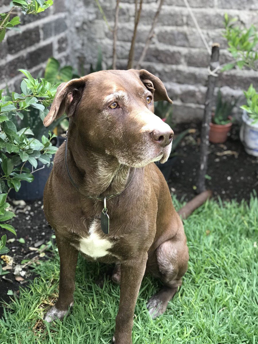CarlosA_LM's tweet photo. #Barush #ElDiosRey 🐶 #SinFiltro https://t.co/jK6blmDRII