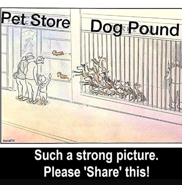 Always a sobering thought #AdoptDontShop