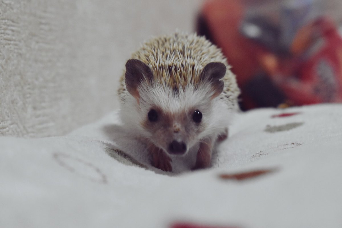 y__mono's tweet photo. ☆飼い主様募集☆
2018.1.7生まれハリベビー(シナモン)
方耳かけ有りますが生活に支障はございません。(チャームポイントとして見ていただけると…😌)
小柄な女の子です。身体は小さいですがモリモリ食べて元気に走りまわっておりますε=(ﾉﾟДﾟ)ﾉ 最近元気���ぎて鼻の頭擦りました😞💦 https://t.co/6xKOgzaHIh