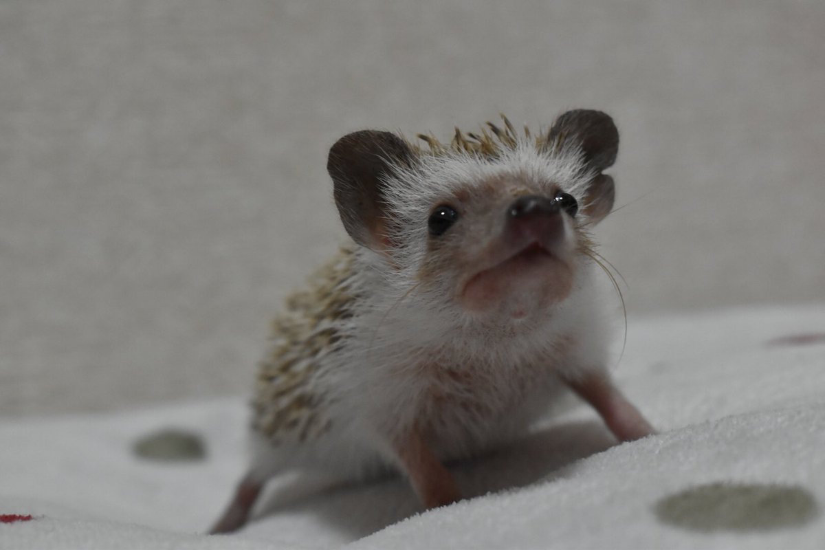 y__mono's tweet photo. ☆飼い主様募集☆
2018.1.7生まれハリベビー(シナモン)
方耳かけ有りますが生活に支障はございません。(チャームポイントとして見ていただけると…😌)
小柄な女の子です。身体は小さいですがモリモリ食べて元気に走りまわっておりますε=(ﾉﾟДﾟ)ﾉ 最近元気���ぎて鼻の頭擦りました😞💦 https://t.co/6xKOgzaHIh