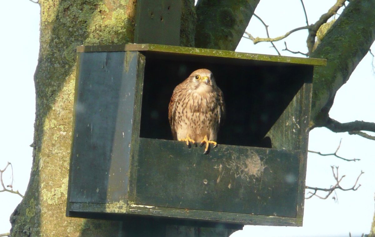 Mevrouw torenvalk heeft haar bedje van houtsnippers in de nestkast opgeschud! Dat wordt weer een echte ‘beleef de lente’ vanuit mijn luie stoel in de woonkamer. Ze kijkt mij indringend aan op ca 8 M afstand. Zo mooi ... wordt vervolgd.