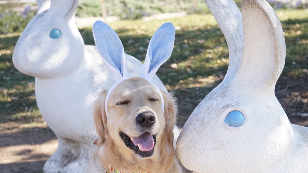 GoldenWoofs's tweet photo. Woofs! Bunny Kiss 🐇😘 I loved it 🐰 KORU BEAR #bunnydog 💙 Happy #EasterWeekend https://t.co/2w9GGVpX4u https://t.co/I2LUWbVqs6