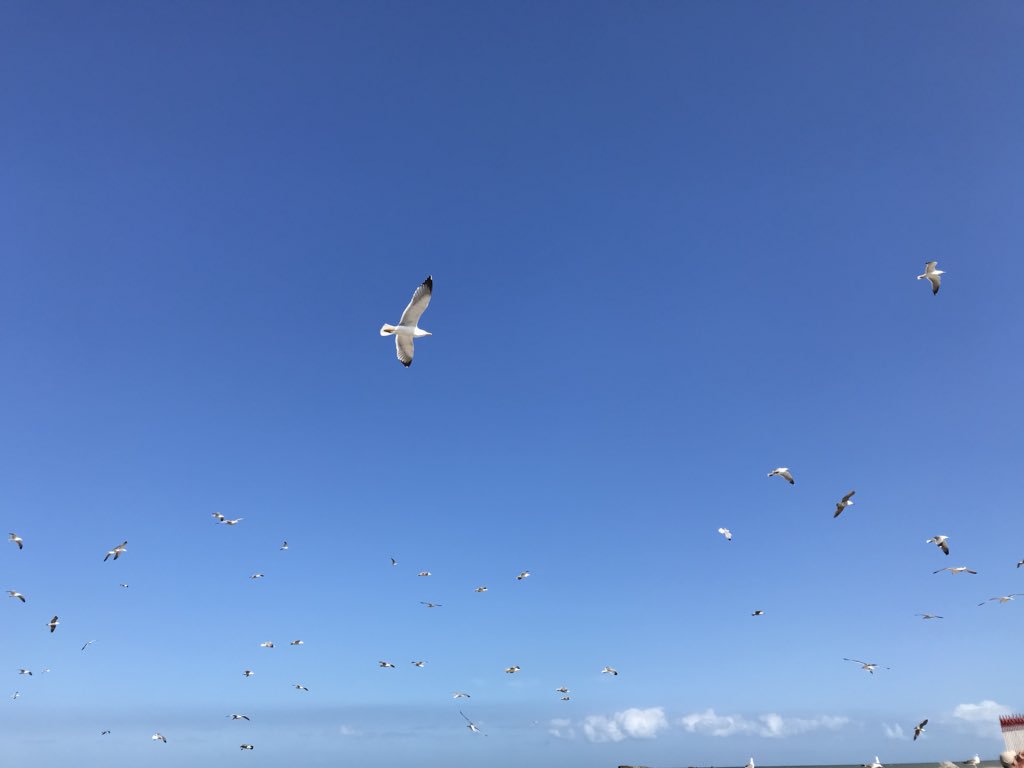 naijanomads's tweet photo. Essaouira has so much #BLUEEEEEEE https://t.co/fDR6RiX06D