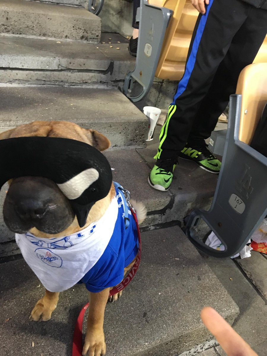 NugesGoose's tweet photo. OK. Not exactly how I envisioned this to go but I think we're buds now
 #calledmeapunk
#ithinkthatscalifornianforbuddy
#wheresnugesgoose
#onadogsfaceIguess.. https://t.co/ZgkpZd9iPU