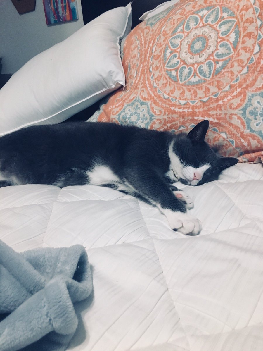 emacccc_'s tweet photo. zeeee sweetest squish enjoying my freshly cleaned sheets 🙃 https://t.co/tk3MDOMo59