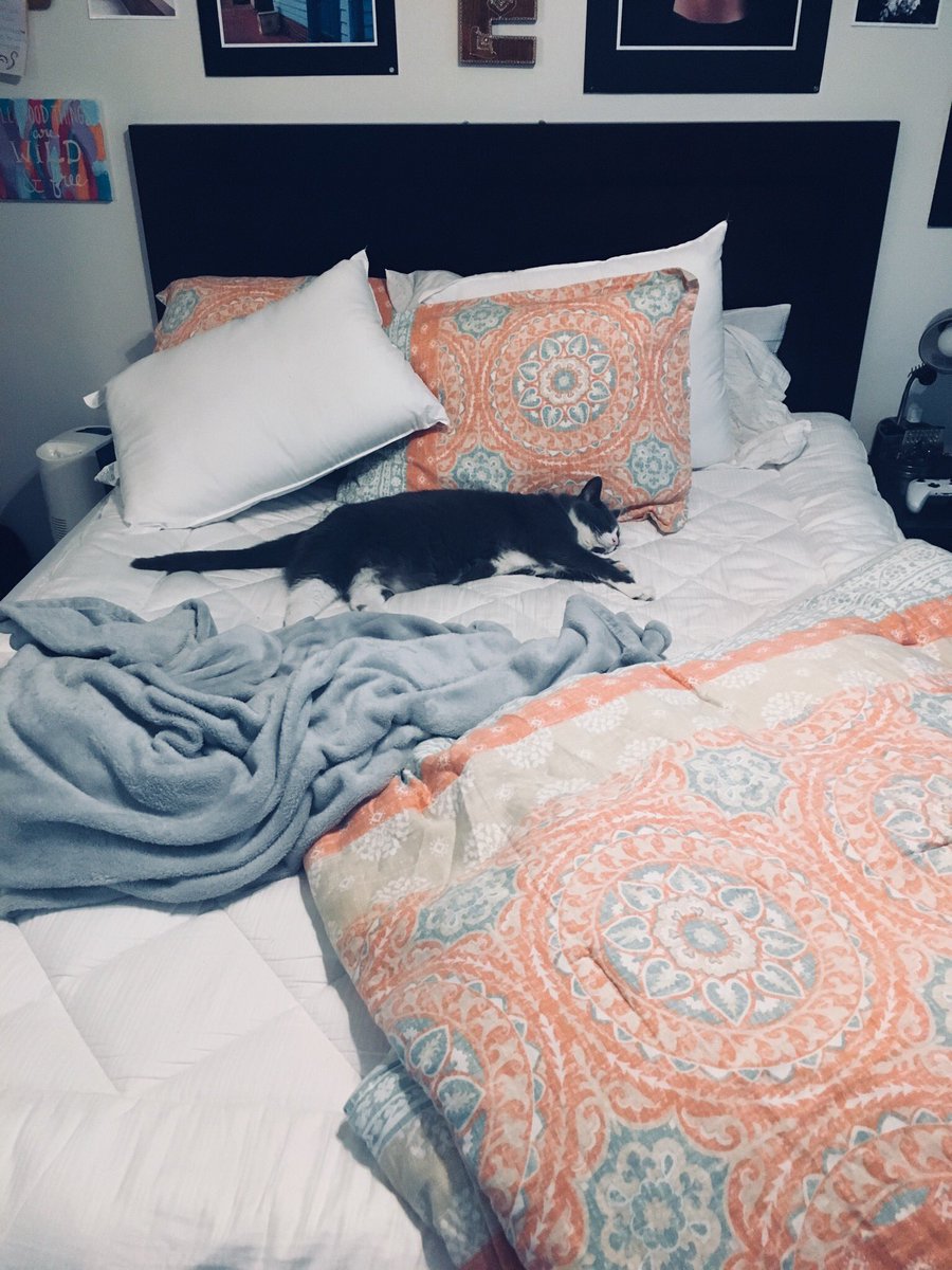 emacccc_'s tweet photo. zeeee sweetest squish enjoying my freshly cleaned sheets 🙃 https://t.co/tk3MDOMo59