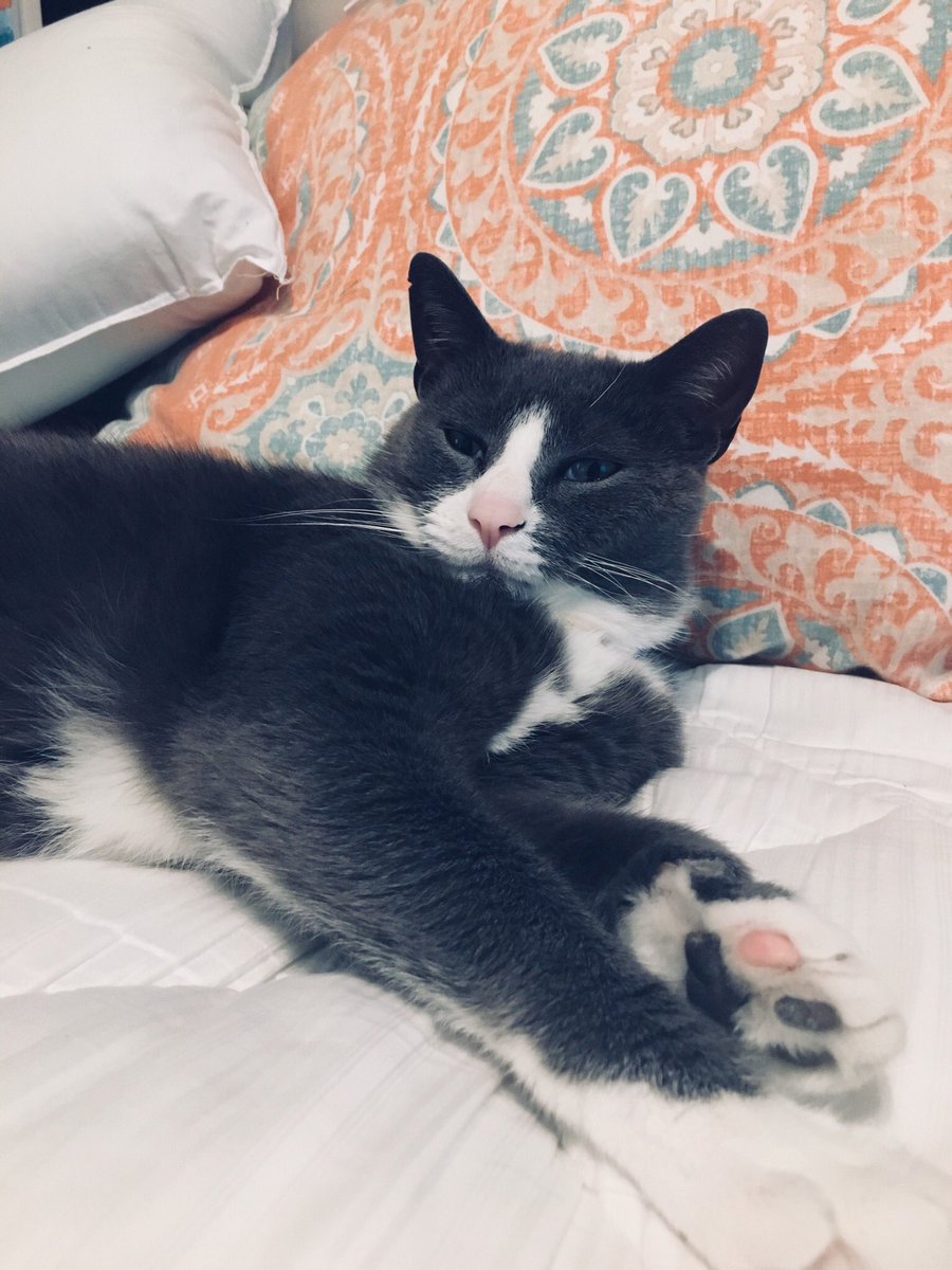 emacccc_'s tweet photo. zeeee sweetest squish enjoying my freshly cleaned sheets 🙃 https://t.co/tk3MDOMo59