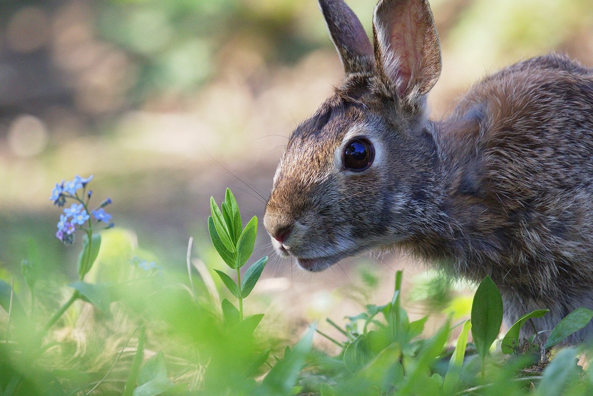 CWF_FCF's tweet photo. Wishing you a safe and happy #EasterWeekend!

📷: Sandy Thompson, CWF Photo Club https://t.co/OGgZ7v05wC