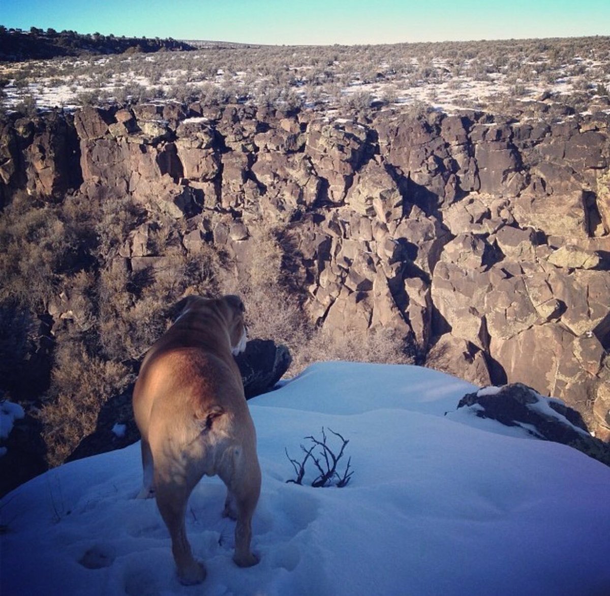 OhItsTeddy's tweet photo. Today it’s been one year since Doobie left the physical world, and I miss him incredibly every day, but not a single one goes by that I’m not grateful for the memories, the love and above all, the life lessons he taught me by just being my friend. 

❤️🐶 DoobsForever ❤️🐶 https://t.co/M1rXpK1D1Q