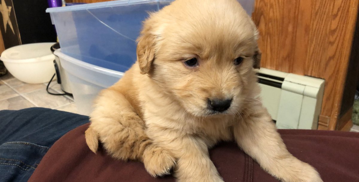 ashagosti's tweet photo. NICK SURPRISED WITH OUR LITTLE GIRL TODAY. meet remi❤️❤️❤️ https://t.co/vmylBRLbVM