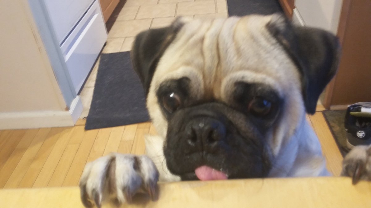 RocketThaPug's tweet photo. @missremiashten #RocketThaPug
#fabulous

This pug thinks you look just dashing. I'm sure you were all along anyway. https://t.co/auMUKjCoDj