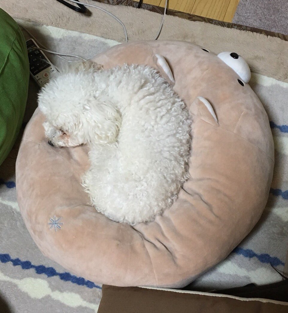 ট ইট র 外薗昌也 鬼畜島 パンプキンナイト 闇異本 犬神連載中 ふかふか犬クッションの上にふかふかドッグ ダブルふかふか ট ইট র 外薗昌也 鬼畜島 パンプキンナイト 闇異本 犬神連載中 ふかふか犬クッションの上にふかふかドッグ ダブルふかふか