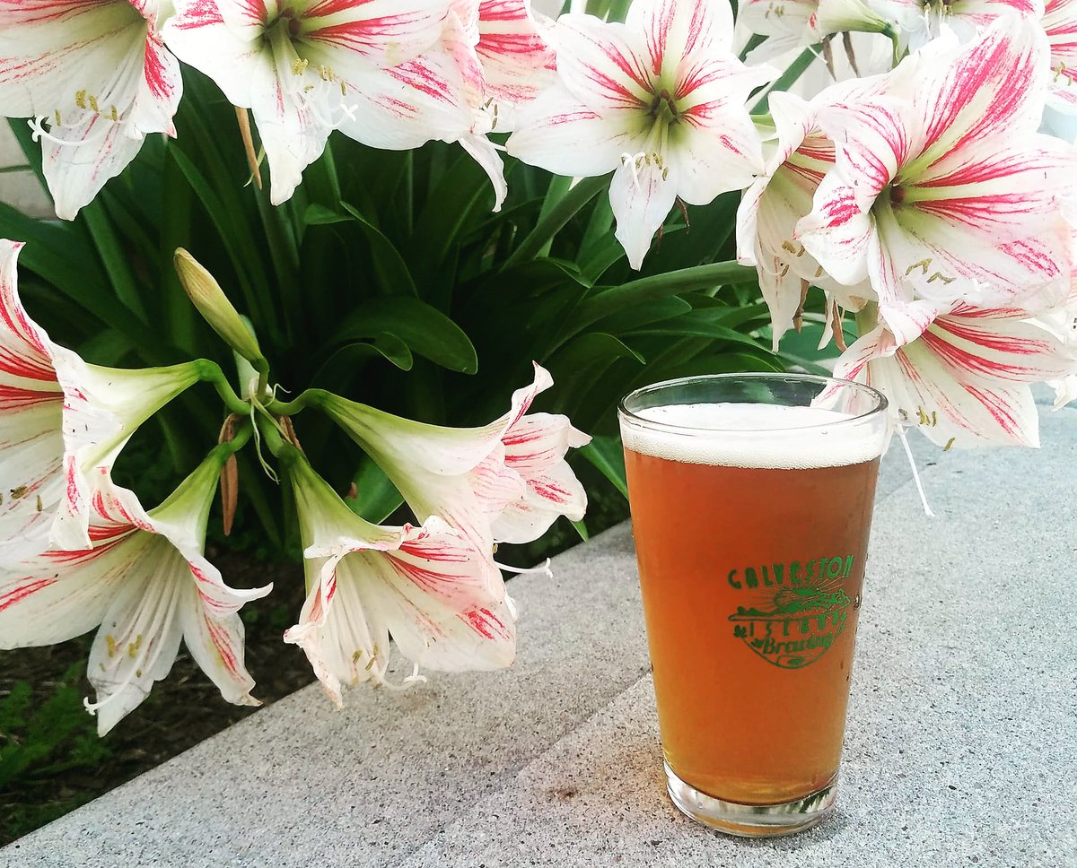 Outstanding <a href="/pinkbootsbeer/">Pink Boots Society</a> Painted Lady #IPA brewed by our friend, @GalvestonBrewin brewer, Sarah. #drinklocal #galveston #islandtime