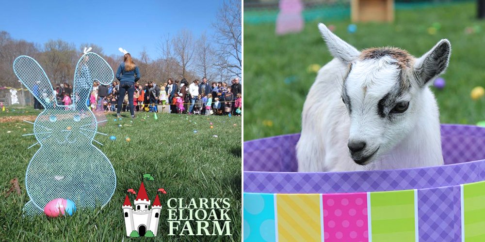 OrchardParkEC's tweet image. It's #EggHunt Weekend at Clark's Elioak Farm 3/31 &amp;amp; 4/1 ~ the petting farm, rides and play areas are open! Cherrybration Days to follow April 7-8th. #EllicottCity #HoCoEvents facebook.com/events/2124505…