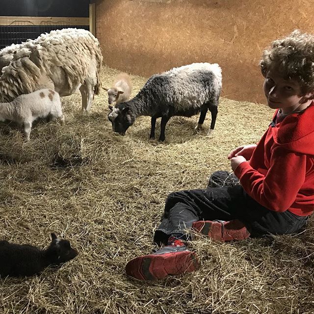 Lambing check. Erik hanging with me. #shetlandsheep #sheeplife #sheepofinstagram #lambingseason ift.tt/2J87I7c
