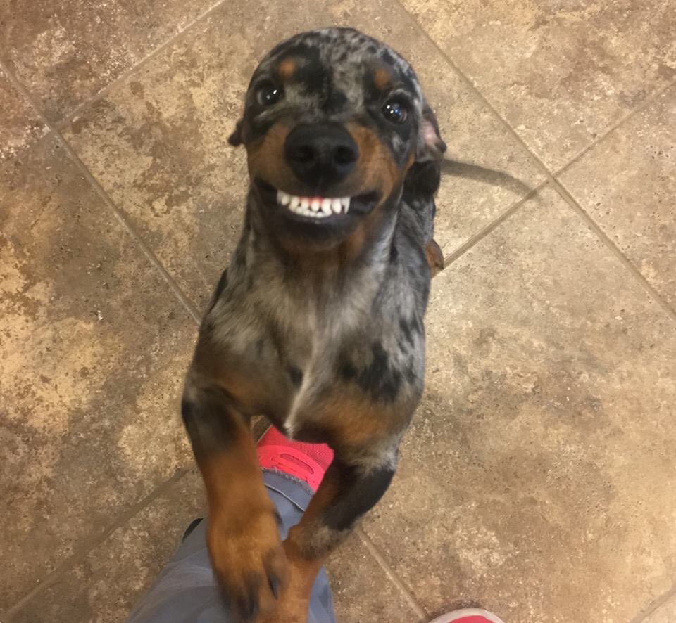 cthumane's tweet photo. Well, #TeamCHS isn't advancing in the #BracketsForGood tourney, but you still made the pets winners! All your gifts will give a good start to infant litters, surgery to pets whose knees aren't working, medicine to pets with allergies & more. Thank you! https://t.co/JQvRXHxDlp
